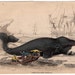 1861 greenland whale original antique sea life ocean print