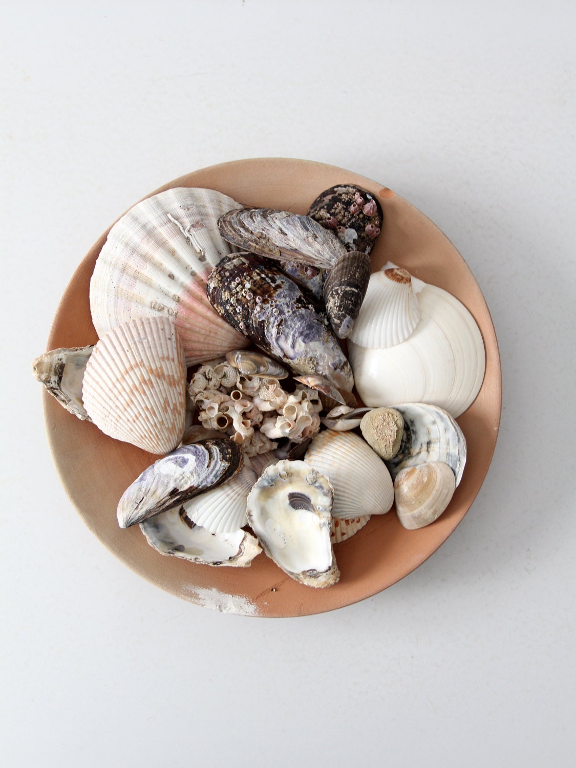 vintage seashell collection mixed sea shells by 86home on Etsy