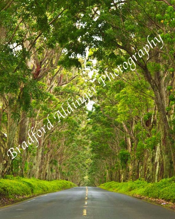 Maluhia Road Tree Tunnel Kauai Hawaii Photograph