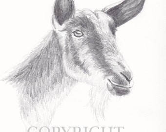 5x7 Fine Art Print from Original Goat Pencil Drawing, Farm Animal Art ...