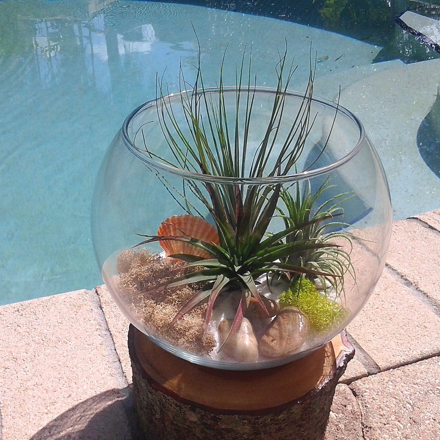 LARGE Custom Fishbowl air plant Terrarium Air plants Fish