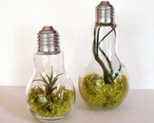 Optical Conclusions Air Plant Designs & by OpticalConclusions