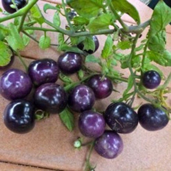 25 Blue Tomato Seeds 1104A   Il 570xN.567110701 D9i2 