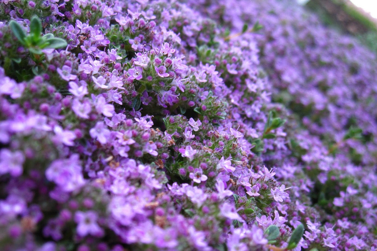 Heirloom 200 Seeds Thyme Thymus Serpyllum Purple Herbs