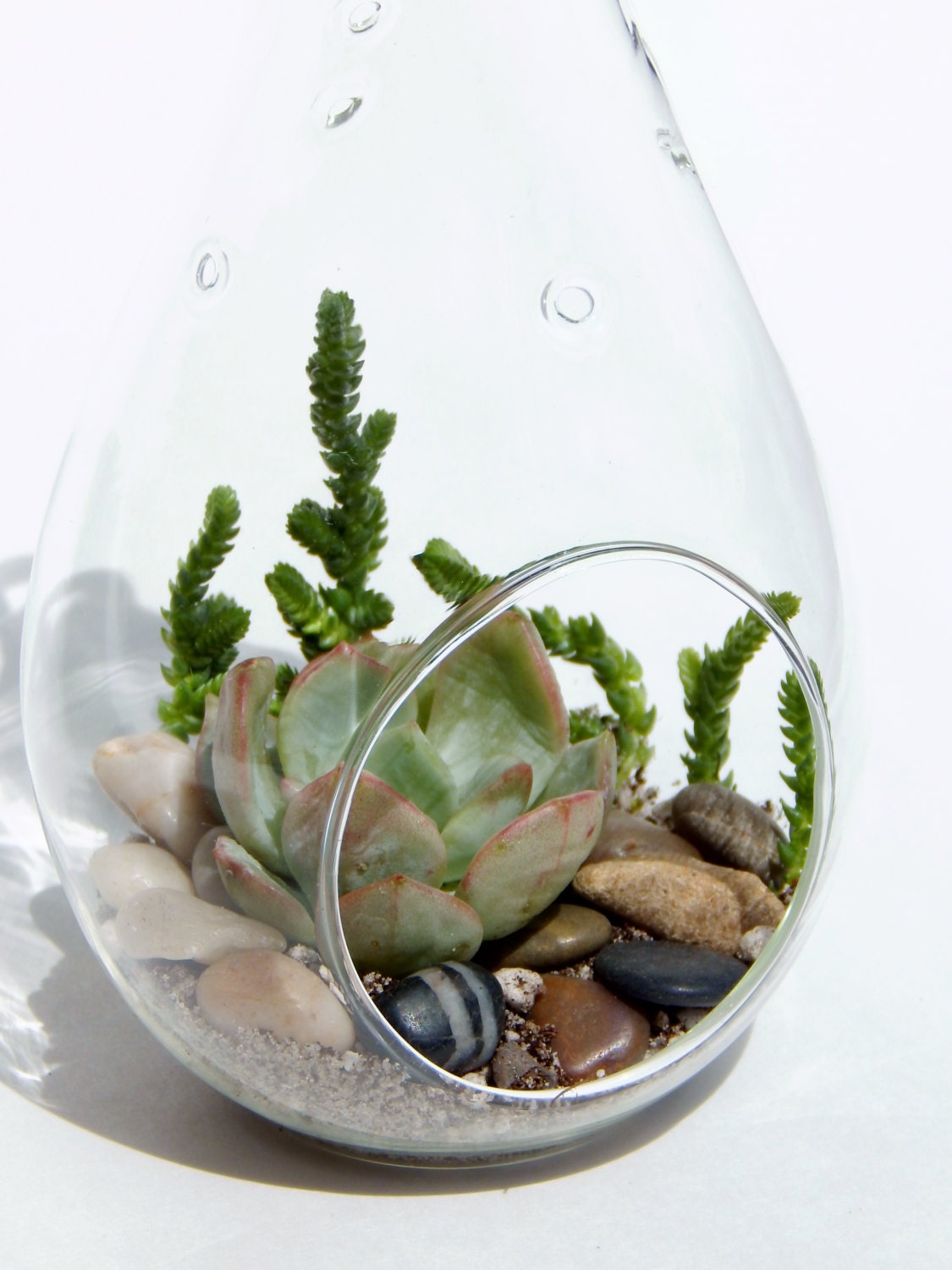 Teardrop Succulent Terrarium