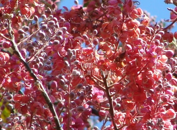 Pink Shower Tree Seed Cassia Grandis Tropical By Serendipityln 