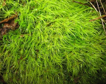 Terrarium Moss Mood, Great for Terrariums & Weddings!