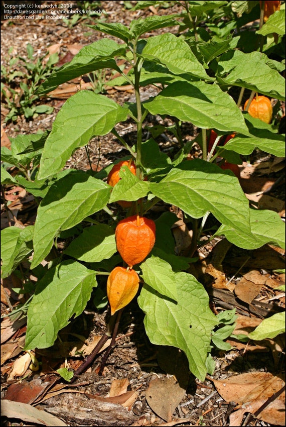 on sale Chinese Lantern Seeds flower produces ornamental