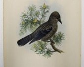 John Gould Hand Colored Lithograph Spotted Nutcracker Bird Antique Print 1862