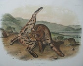 Audubon Quadruped Octovo Texan Texas Lynx Antique Print Dated 1854
