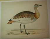 Beverly Morris British Game Birds Great Bustard 1855