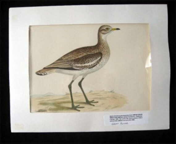 Beverly Morris British Game Birds Great Plover 1855