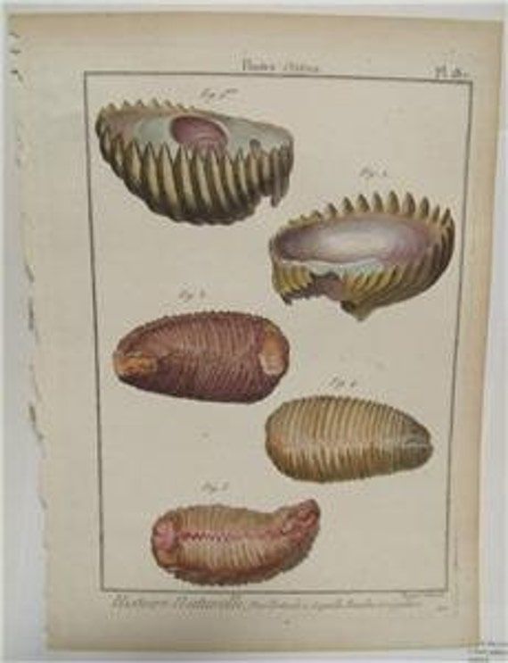 Lamarck Histoire Naturelle Coquille Bivalve PL 187