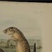 Antique Audubon Print 1854 Stone Lithograph Quad Octovo Mexican Marmot Squirrel