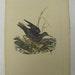 1816 Donovan Hand Colored Bird Engraving Purple Sandpiper Plate 177