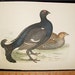 Antique Bird Print Engraving 1855 Beverly Morris British Game Birds Black Grouse