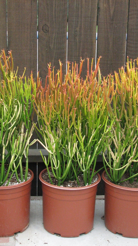 Euphorbia Tirucalli Firesticks Tree Succulent Plant