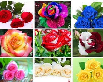 12 Kinds Of 600 Seeds, 12 Packages, Each Package Of 50 Pcs Rose Seeds