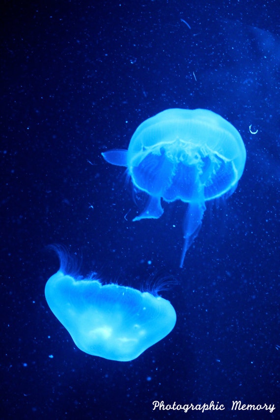 Jellyfish Print