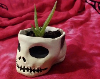Glow-in-the-Dark Minature Skull Pot with Aloe Plant Live Aloe Succulent House Plant