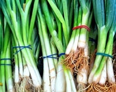 Fresh Green Onions - Photo Magnet