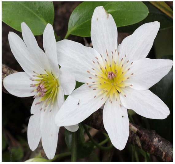 10 x SWEET AUTUMN CLEMATIS Seeds Clematis paniculata Queen