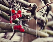 Fine art viburnum branch in winter - Photogfaphy - Wall art Fine art viburnum branch in winter - Photogfaphy - Wall art