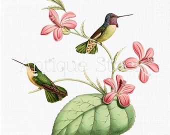 Birds Clip Art - Costa's Hummingbird Illustration 1877 for Wall Art, Decoration, Decoupage, Scrapbook, Paper Crafts, Cards, Invites...
