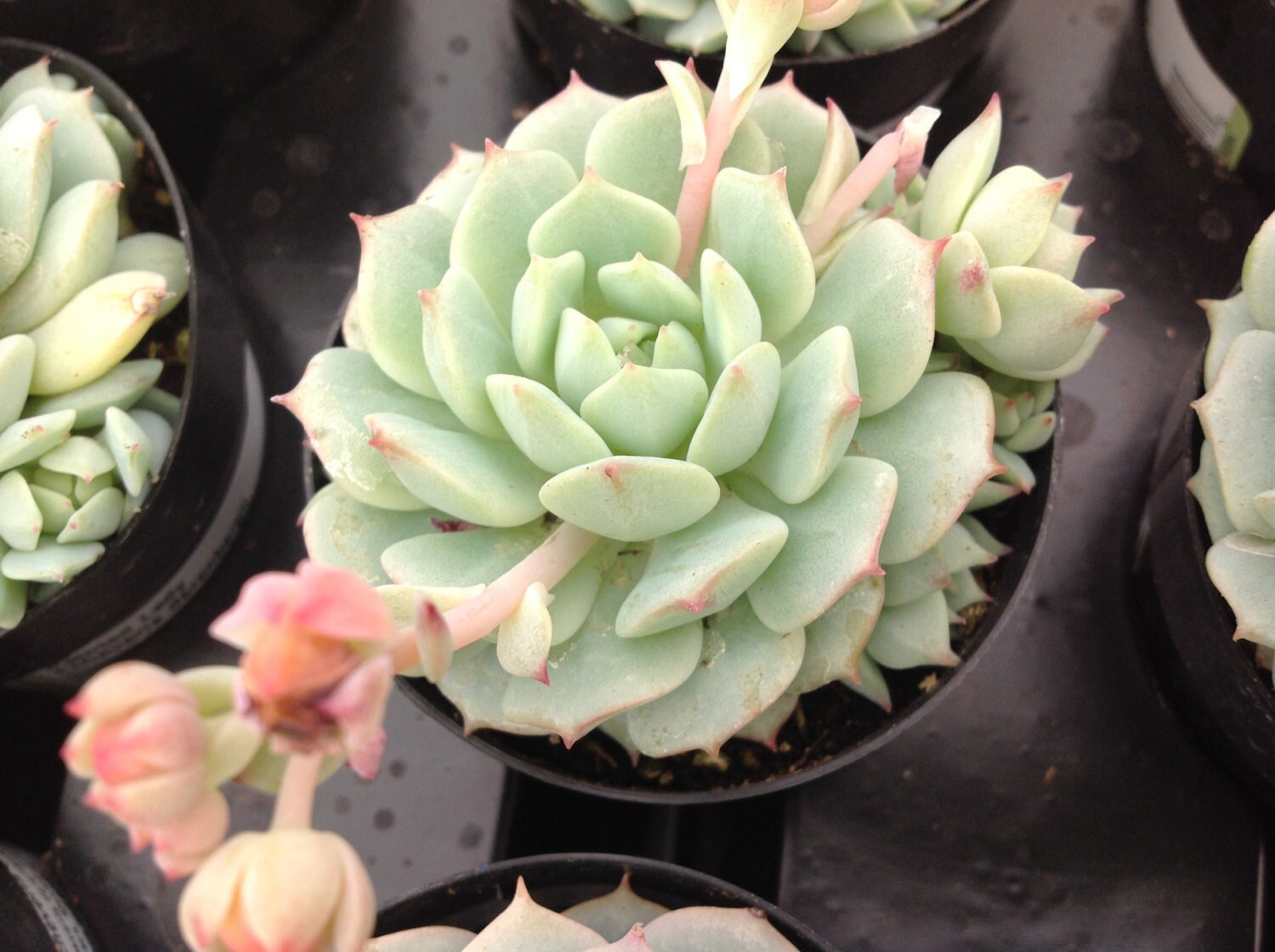 Succulent plant Painted Lady also know as Echeveria