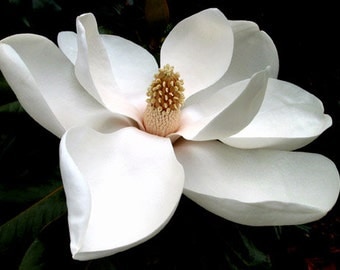 An Open Magnolia Blossom, Various Sizes, Includes Shipping to U.S. & Canada