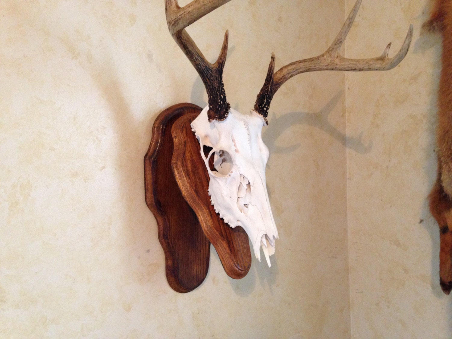 European Mounts Skull Double Plaque Oak Wood For By BoneArtisan   Il Fullxfull.654646429 K21i 