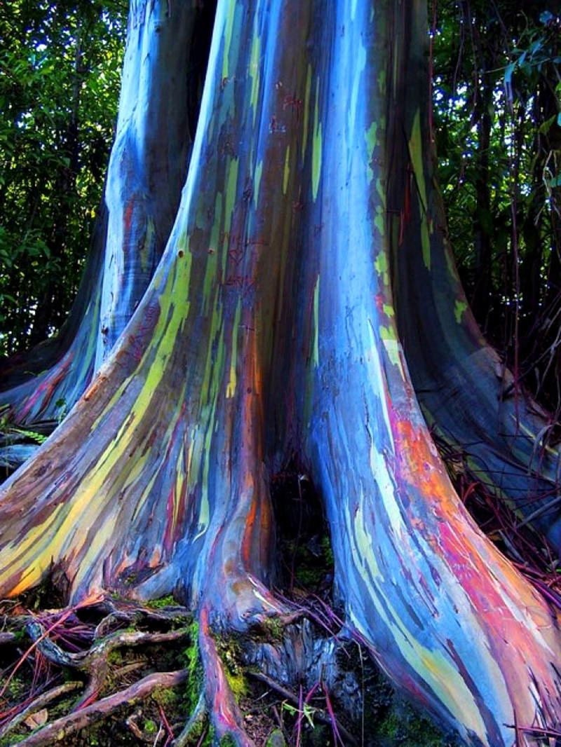 Arc en ciel Eucalyptus Deglupta 20 graines multiHued écorce