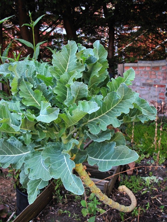 Walking Stick Cabbage Brassica oleracea Organic by ArtFarmEtsy