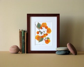 Pressed flower art, 8" x 10" matted, Bougainvillea blooms, Apricot, no. 066