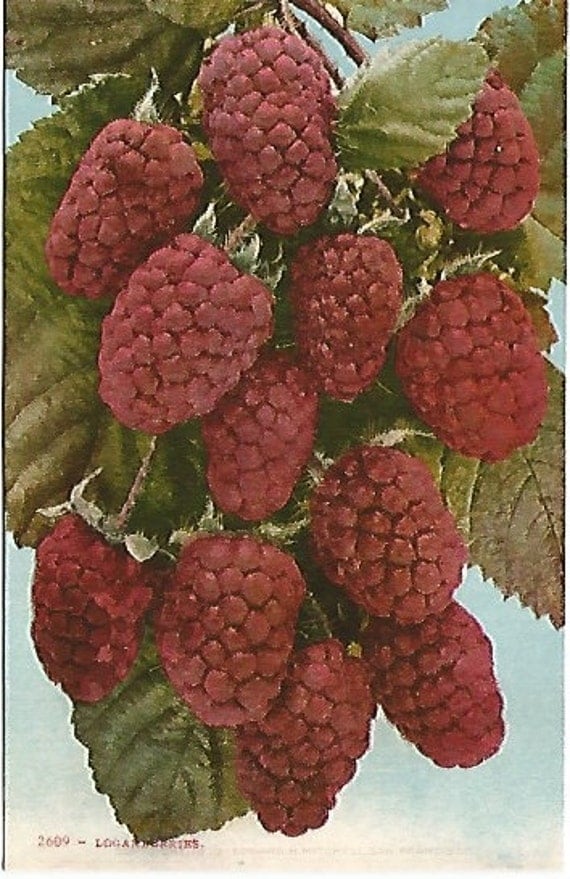 Antique 1910 Postcard Logan Berries Edward H Mitchell San Francisco California Fruit Art