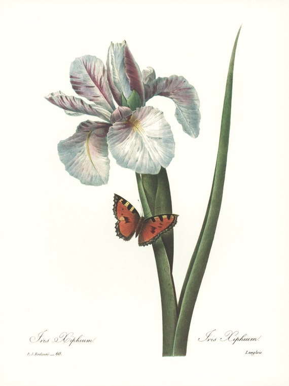 Botanical Print Redoute Iris Art Flower Lithograph No. 60