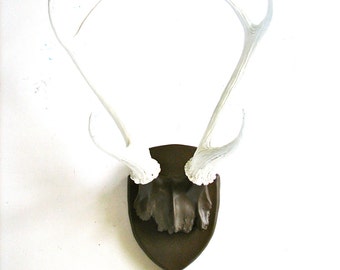 White Antler Wall Decor