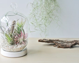 The Coral Garden Hanging Air Plant Terrarium - Air Plant, Tillandsia, Gift, Hanging Terrarium, Reindeer