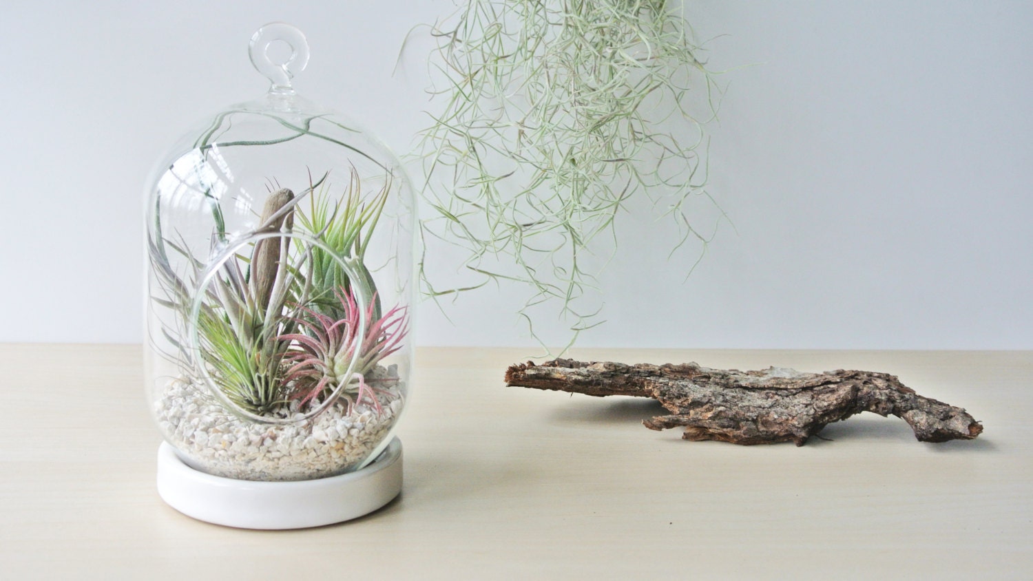 The Coral Garden Hanging Air Plant Terrarium Air Plant