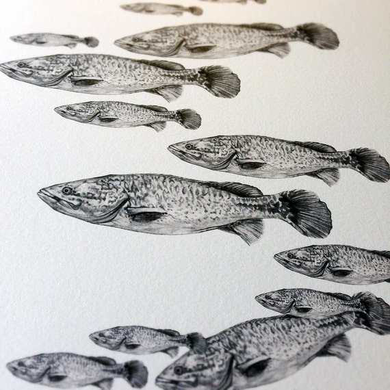 Murray cod fish drawing signed print by Holliedrawsnature on Etsy