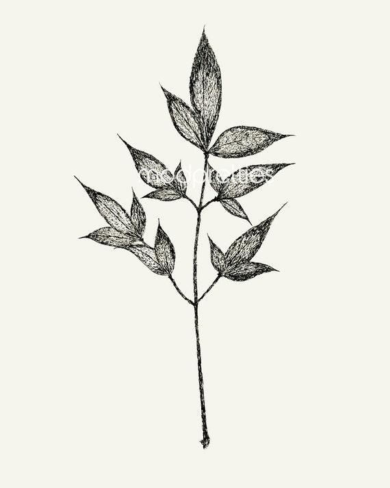 Leaf Ink Drawing 8x10 print Pen and Ink Drawing by modpretties