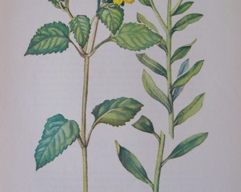 Chrysogonum, Chrysogonum virginianum and Baker's Golden Aster, Chrysopis bakeri, Vintage illustration flower print