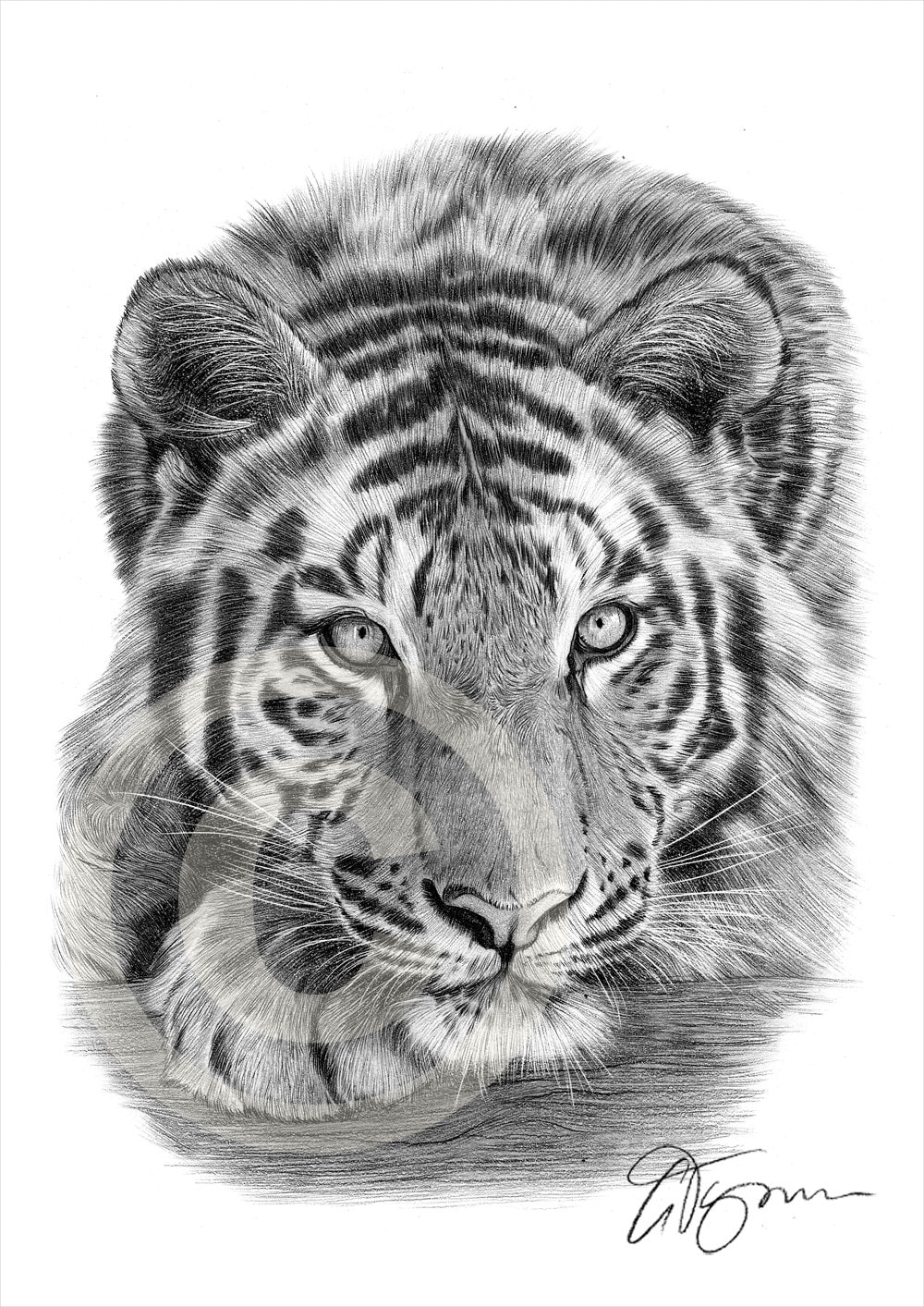 Sumatran Tiger pencil drawing print A4 size artwork signed