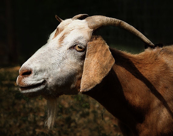 Goat portrait gray brown horned goat photograph farm by dorataya