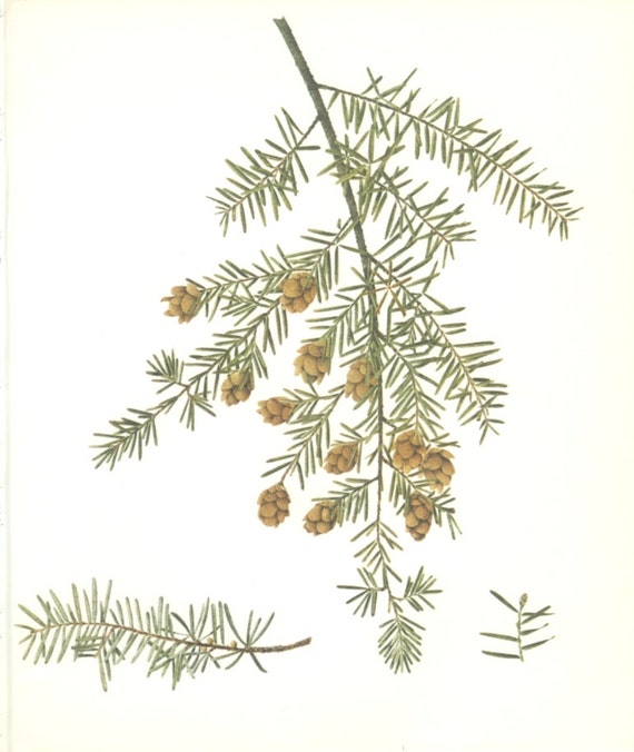 Western Hemlock Tree Pine Cone Vintage Tree Print Botanical