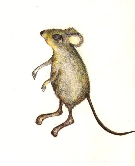 Field Mouse Watercolor Pencil Illustration by DandelionSkyCreates