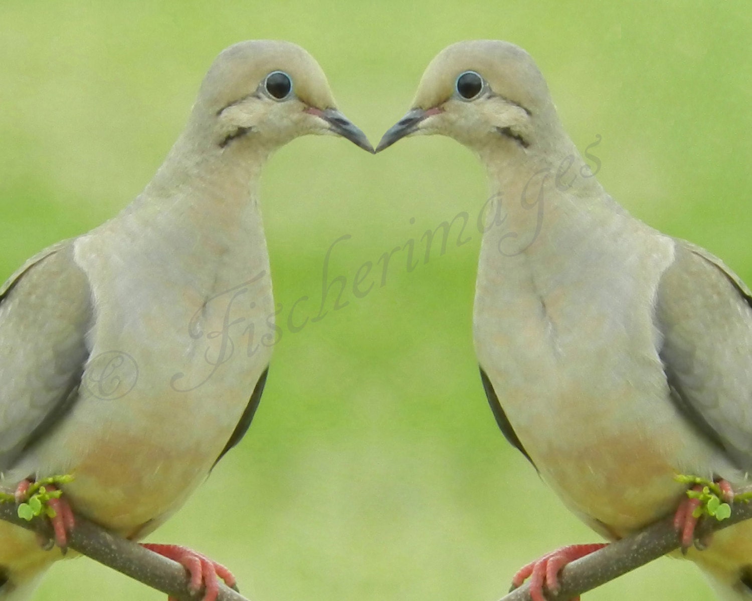 Mourning Doves Face to Face Bird Photography Nature Wall Art