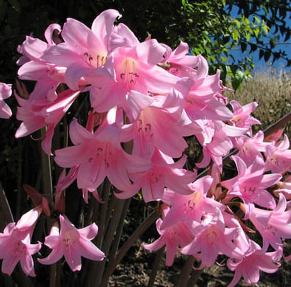 Naked Ladies 3 Large Pink Amaryllis Belladonna Bulbs Tough