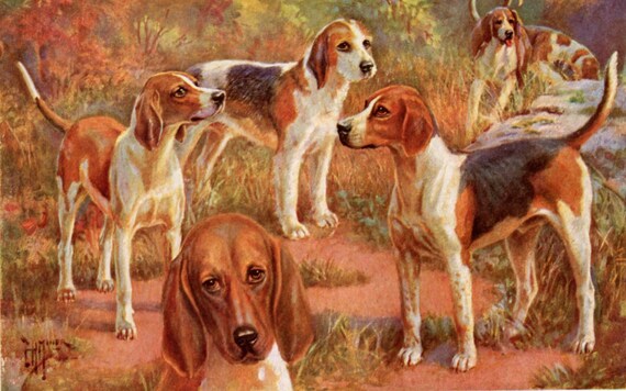 Vintage Foxhounds Illustration Edward Herbert Miner 1930s Hunting Dog Art