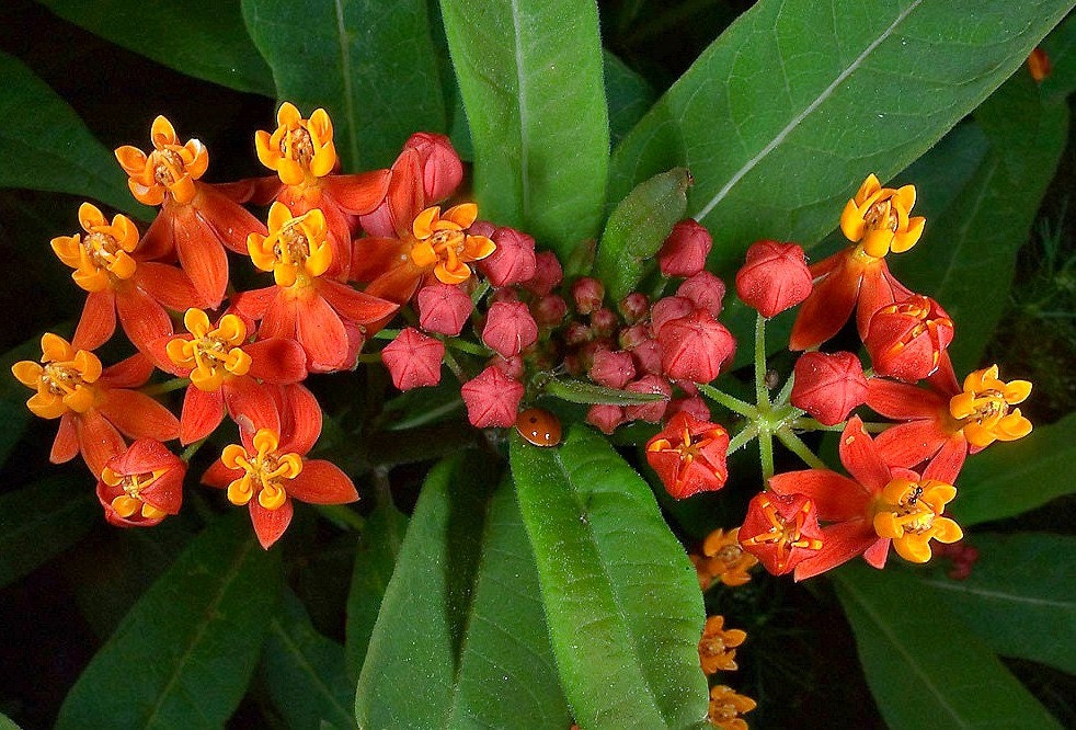 Scarlet Milkweed Asclepias Curassavica 50 Seeds Butterfly